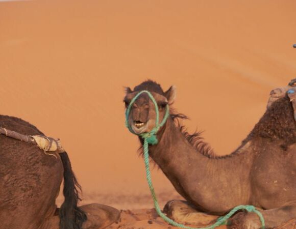 Marrakech to Merzouga in 5 Days